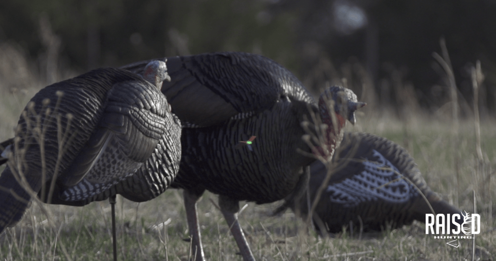 Spring Turkey Hunting Tips, Decoys
