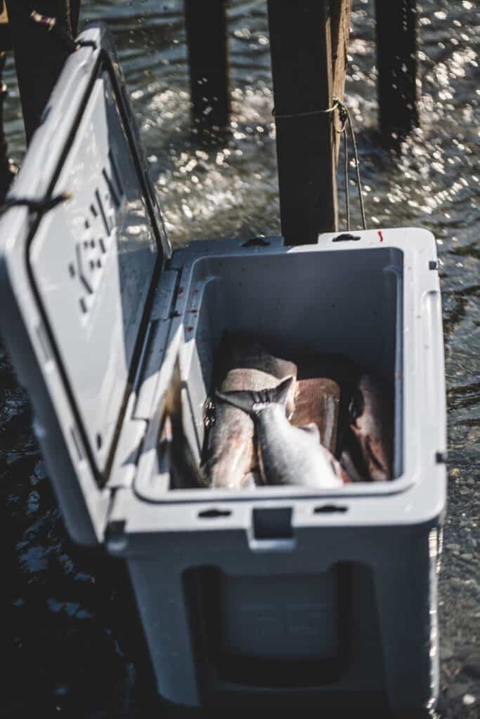 Kenai Cooler Open With Trout Inside Cooler