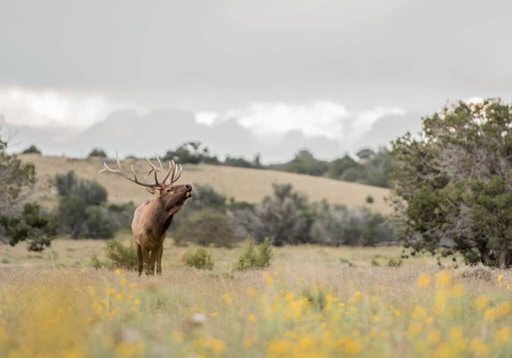 Image Of An Elk In A Large Prairie