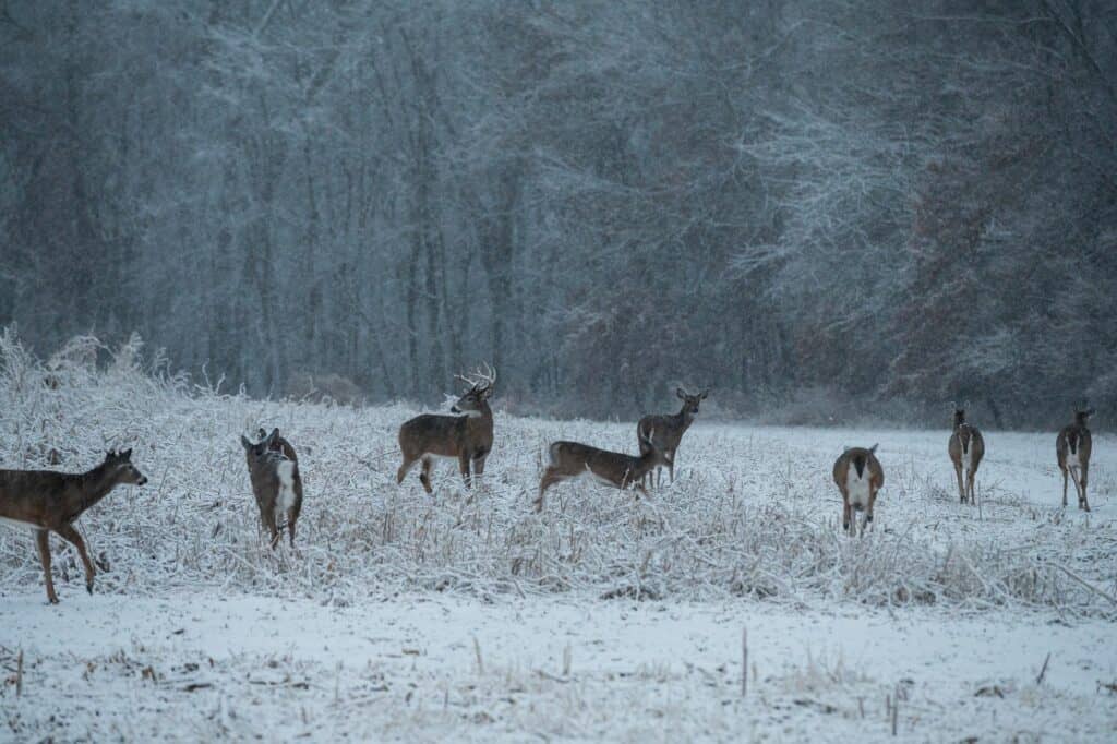 Several Deer In Open Snow Covered Field