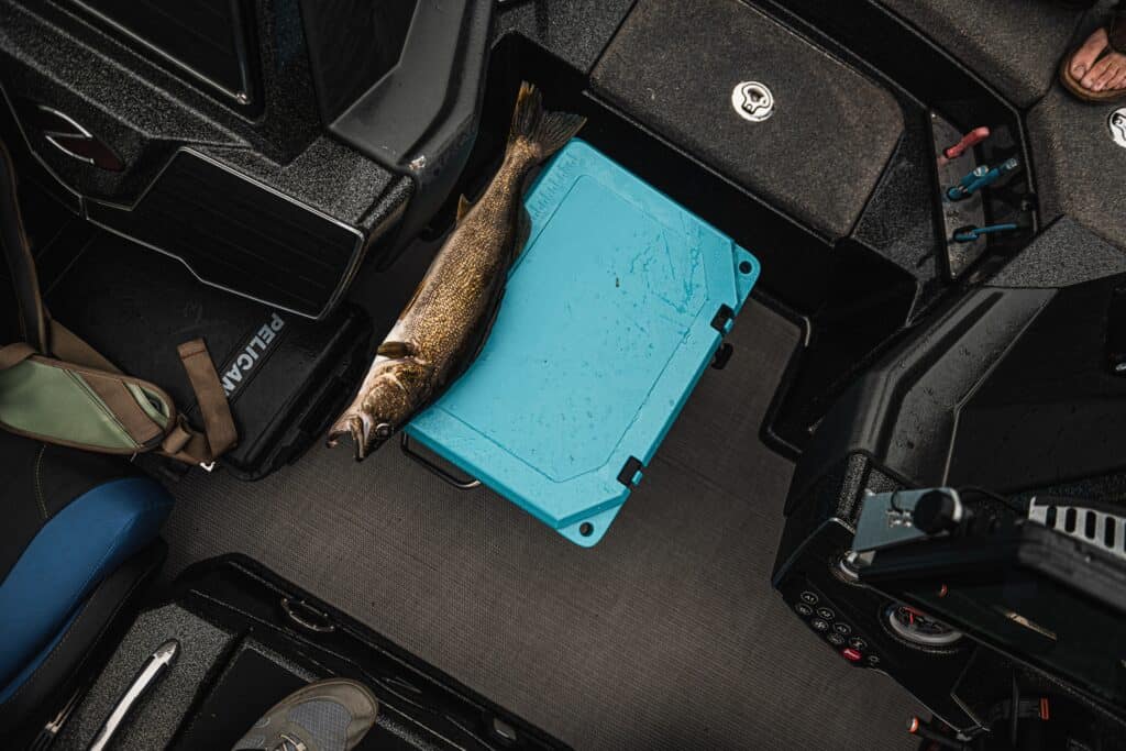 Walleye laying across top of grizzly cooler lid