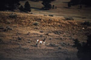 Antelope Hunting