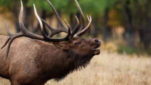 what sound does an elk make - large rocky mountain elk making a call