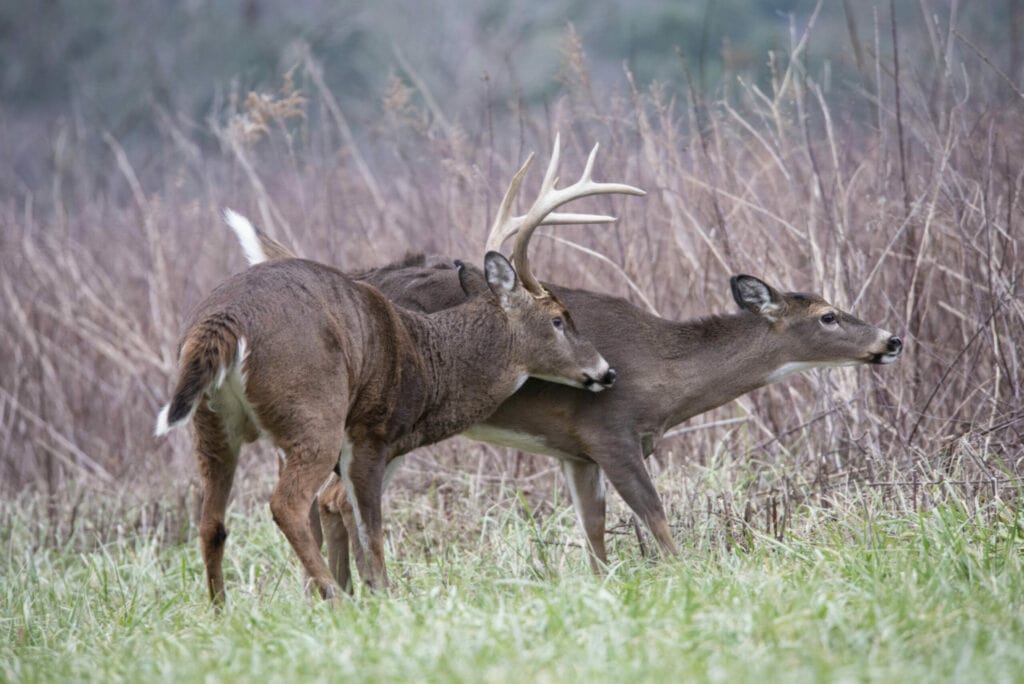 deer rut: A pair of White Tailed Deer mating during the rutting season.