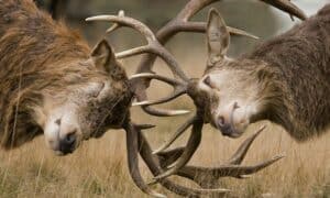 deer rut: two large bucks lock horns in battle during rutting season