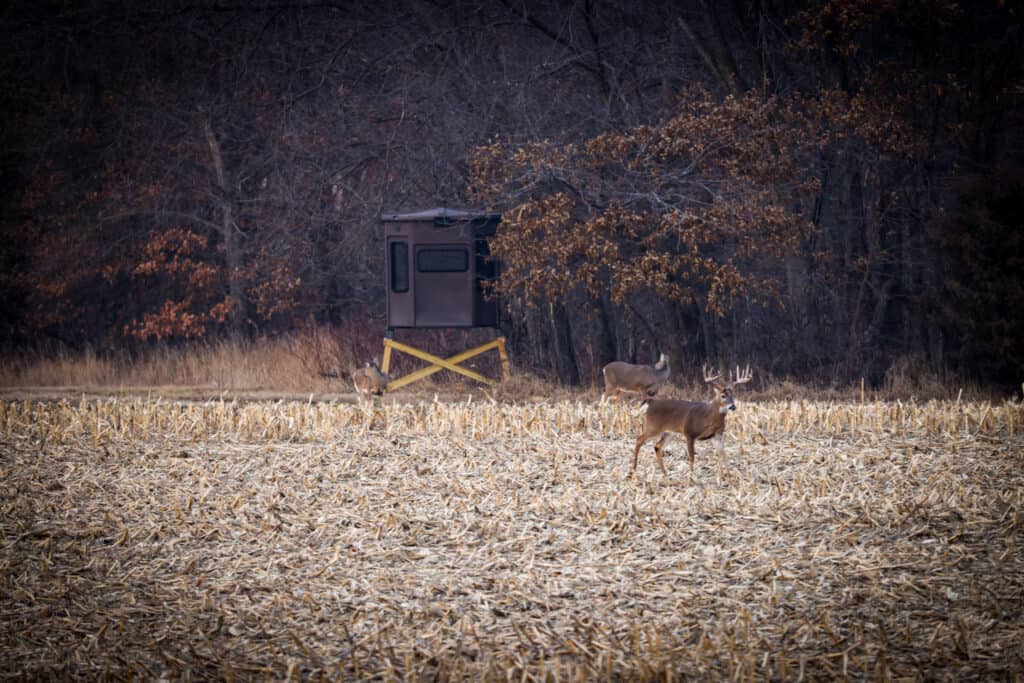 Large White Tail Buck Standing In Field During The 'October Lull' With Grizzly Coolers Hunting Blind In Background